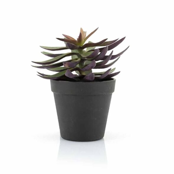 Succulent Vetplant 6 ST.