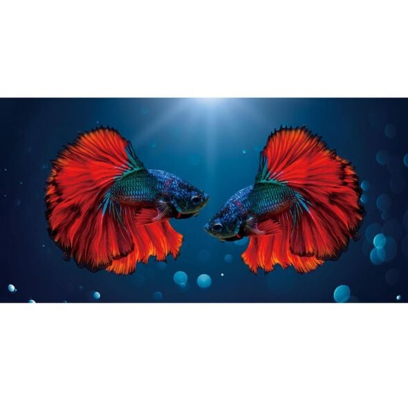 Glasschilderij Fish 160x80