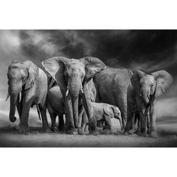  Glasschilderij Elephant Parade 160x80