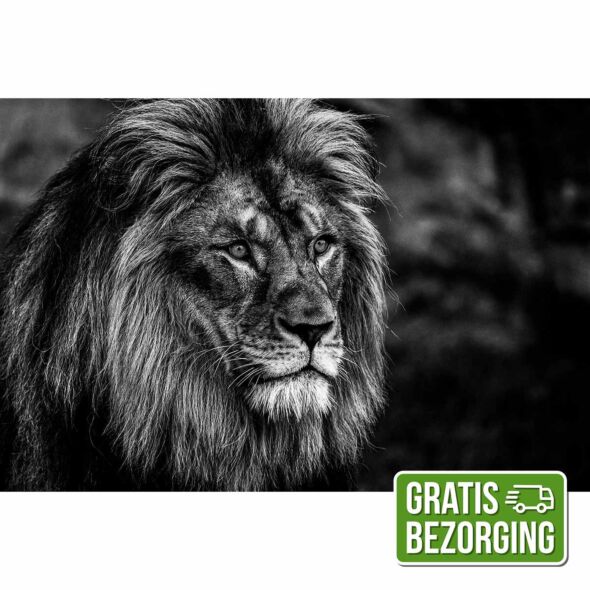 Glasschilderij Leeuw Zwart Wit 120x80