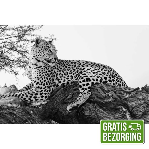 Glasschilderij Jaguar 120x80