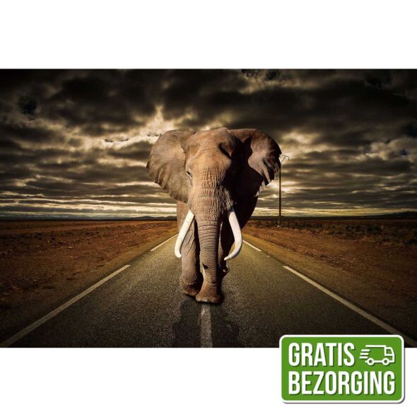 Glasschilderij Elephant 110x160