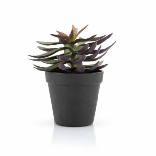 Succulent Vetplant 6 ST.