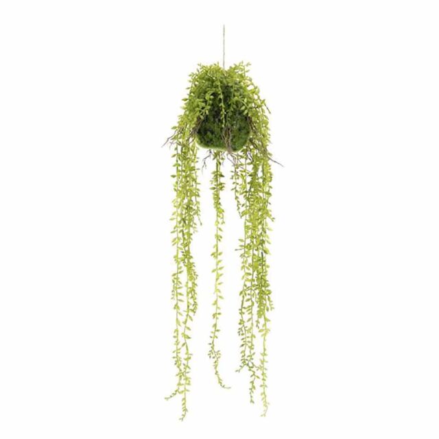 Ficus Hangplant 6 ST.